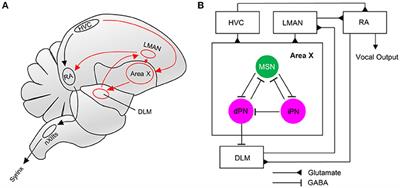 Maturation, Behavioral Activation, and Connectivity of Adult-Born Medium Spiny Neurons in a Striatal Song Nucleus